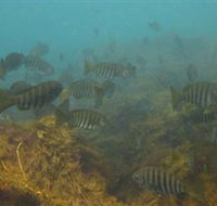 Bunurong Marine and Coastal Park - Holiday Find