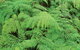 Boonoo Boonoo National Park - thumb 1