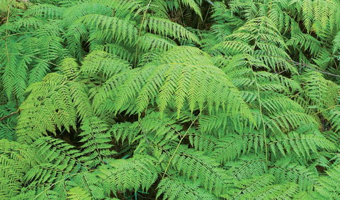 Boonoo Boonoo National Park - Holiday Find 1
