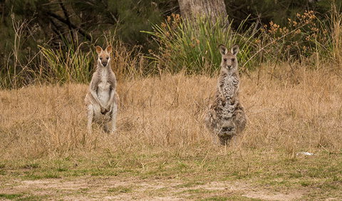 Mann River Nature Reserve - Holiday Find 1