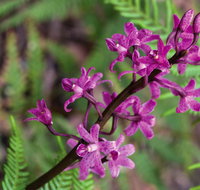 Cassinia walking track - Holiday Find