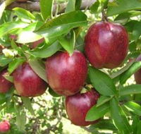 Top 40 Orchard - Holiday Find
