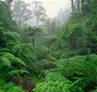 Tarra Bulga National Park