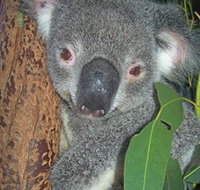 Hunter Valley Zoo - Holiday Find