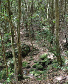 State Forests Of The Watagan Mountains - Holiday Find 2