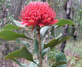 Olney State Forest - Watagan Mountains - Holiday Find 1