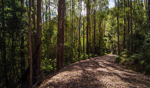 Myrtle Scrub Scenic Drive - Holiday Find 1
