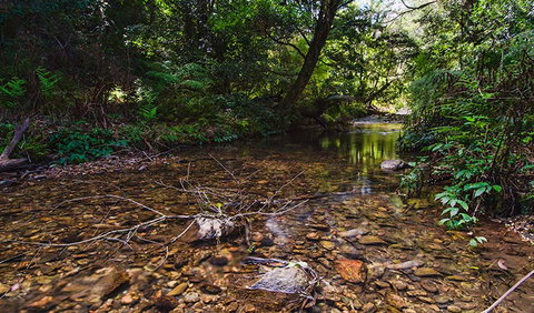 Myrtle Scrub Scenic Drive - Holiday Find 2