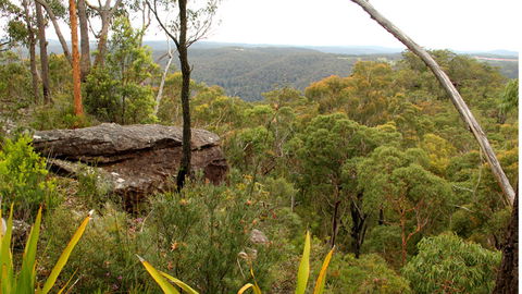 Mount Olive Lookout - Holiday Find 2