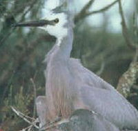 Jack Smith Lake State Game Reserve - Holiday Find