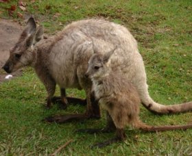 Forest Of Tranquillity - Australian Rainforest Sanctuary - Holiday Find 1