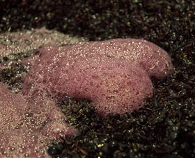 East Gippsland Wines - Holiday Find 3