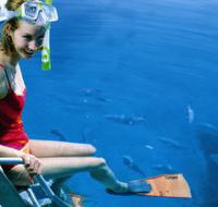 Roy Rufus Artificial Reef Dive Site - Holiday Find