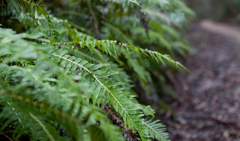 Monga National Park - Holiday Find 2