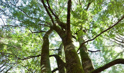 Monga National Park - Holiday Find 3