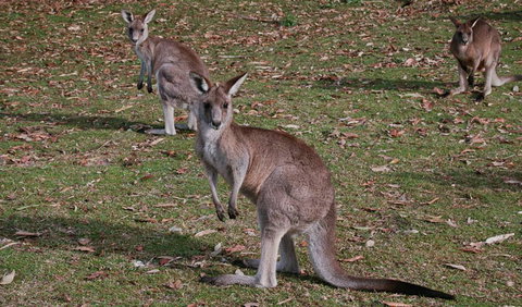 Lake Macquarie State Conservation Area - Holiday Find 1