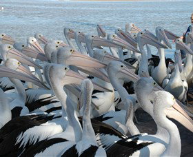 Pelican Feeding - Holiday Find 2