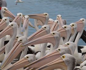 Pelican Feeding - Holiday Find 4