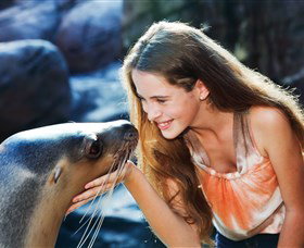 Sea Life Sunshine Coast - Holiday Find 1