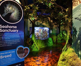 Sea Life Sunshine Coast - Holiday Find 3