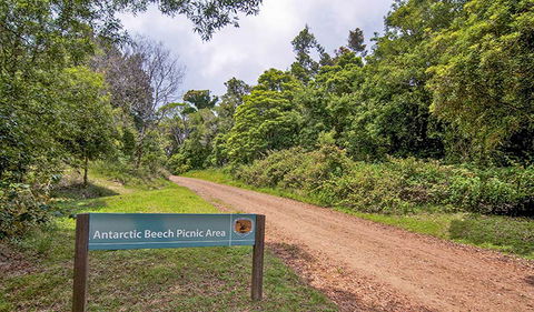 Antarctic Beech Picnic Area - Holiday Find 0