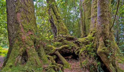 Antarctic Beech Picnic Area - Holiday Find 3