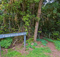 Falcorostrum loop walking track