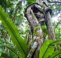 Tamborine Rainforest Skywalk - Holiday Find