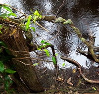 Mogo Bushwalk - Holiday Find
