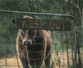 Old Nerrigundah Settlement Trail - Holiday Find 1