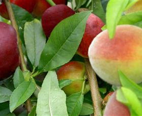 Ballengarra NSW Holiday Find