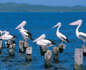 Walpole-Nornalup Inlets - Holiday Find 1