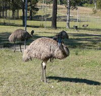 Glen Ian Ostrich and Emu Farm - Holiday Find
