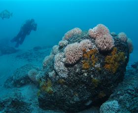 The Pines Dive Site - Holiday Find 2