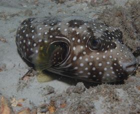 Tangalooma Wrecks Dive Site - Holiday Find 2
