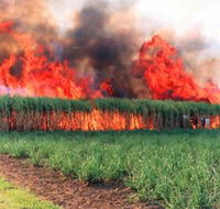 Reeves Family Sugar Cane Farm - Holiday Find