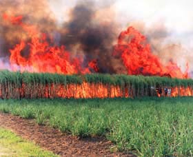 Reeves Family Sugar Cane Farm - Holiday Find 0