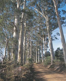 The Great Forest Trees Drive - Holiday Find 1