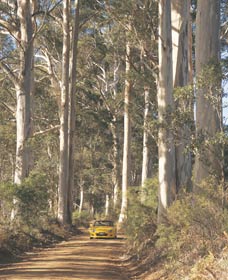 The Great Forest Trees Drive - Holiday Find 2