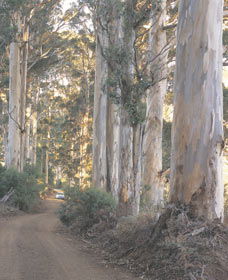 The Great Forest Trees Drive - Holiday Find 3