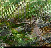 Wollumbin-Mount Warning National Park - Holiday Find