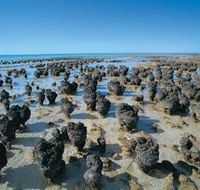 Hamelin Pool Stromatolites - Holiday Find