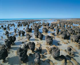 Hamelin Pool Stromatolites - Holiday Find 0
