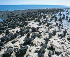 Hamelin Pool Stromatolites - Holiday Find 1