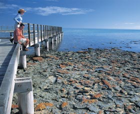 Hamelin Pool Stromatolites - Holiday Find 3