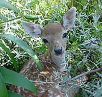 Mesopotamia Lodge Deer Park - Holiday Find