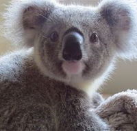 Koala Care Centre in Lismore