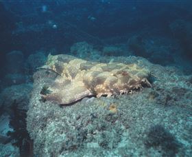 Scottish Prince Dive Site - Holiday Find 0