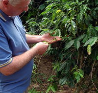 Wombah Coffee Plantation - Holiday Find