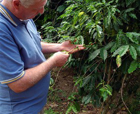 Wombah Coffee Plantation - Holiday Find 0